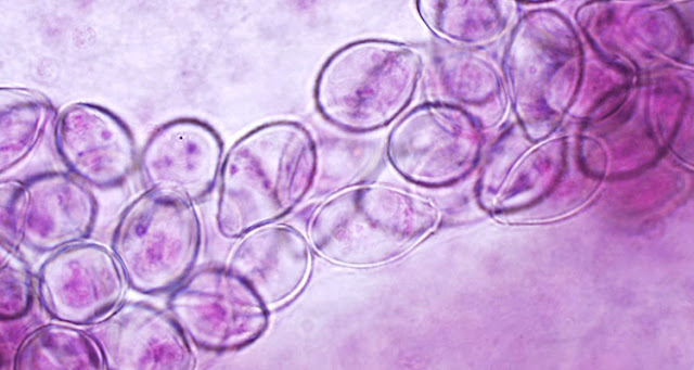 1era Jornada Científica de PARASITOLOGÍA