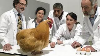 Los científicos que dicen haber descubierto "la fórmula matemática de la forma de los huevos" (y por qué es importante para la ciencia) 5