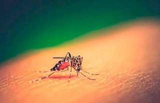 En una semana 101 personas se enferman de dengue en el país 5