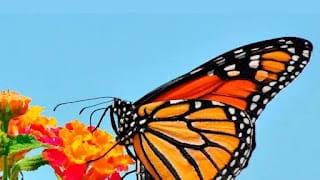Beber cerveza puede ahora ayudar a la conservación de las mariposas monarca 5