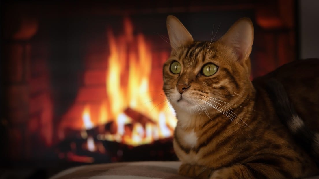 'Jarro de agua fría' para los amantes de los gatos: Corea del Sur advierte que pueden incendiarnos la casa y dejarnos en la calle