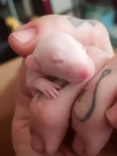 Una mujer les dio un baño a las 50 ratas que tiene como mascotas y el video se volvió viral