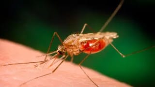 Casos de dengue y malaria podrían aumentar por las lluvias 5