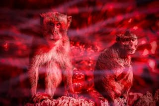 El 60% de las infecciones humanas son de origen animal y crece el riesgo de nuevas pandemias