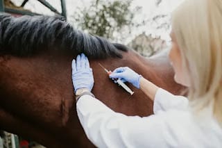 El 60% de las infecciones humanas son de origen animal y crece el riesgo de nuevas pandemias