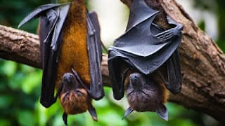 El 60% de las infecciones humanas son de origen animal y crece el riesgo de nuevas pandemias 5