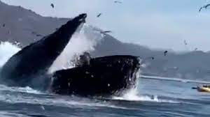 Video: Ballena jorobada casi se traga a dos mujeres en California