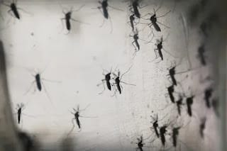 Por qué el mosquito es el animal más mortífero, según Bill Gates