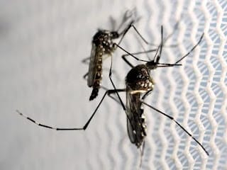 Por qué el mosquito es el animal más mortífero, según Bill Gates