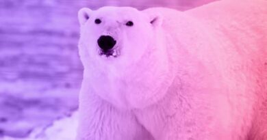 The story of a woman and a hungry polar bear