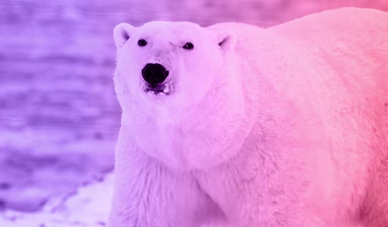 The story of a woman and a hungry polar bear 1