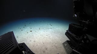 Científicos hallan una "extraña" criatura azul en las profundidades del Caribe 9 Científicos hallan una "extraña" criatura azul en las profundidades del Caribe