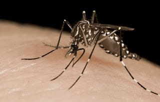 El país acumula 4,879 casos de dengue y 27 fallecimientos 5