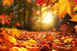 Hoy inicia el otoño; conoce sus peculiaridades 8 Hoy inicia el otoño; conoce sus peculiaridades