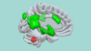 Descubren que el cerebelo puede almacenar las experiencias emocionales 5