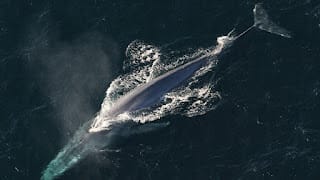 La ballena descubierta en EE.UU. el año pasado ya está al borde de la extinción 5