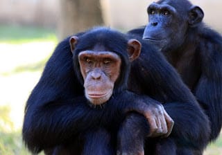 Advierten que un virus similar al ébola podría transmitirse de monos a humanos 5