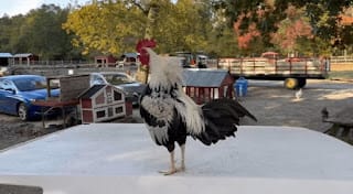 Ofrecen recompensa de 1,900 dólares para recuperar un gallo en Nueva Jersey 5