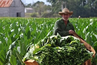 Fumar tabaco contamina el planeta: cuatro efectos ambientales del cigarrillo