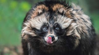 Revelan que los perros mapaches podrían ser el origen del covid-19 8 Revelan que los perros mapaches podrían ser el origen del covid-19