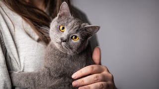 ¿Por qué ronronean los gatos? La ciencia ofrece varias explicaciones 5