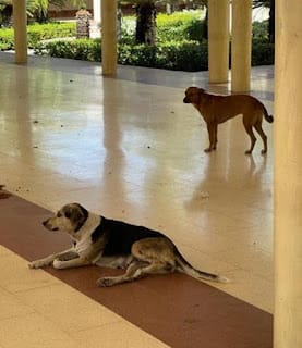 La UASD condena envenenamiento de perros en entorno del campus universitario