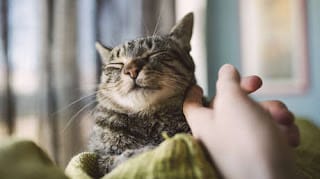 Descubren cuál es la mejor manera para llamar la atención de un gato