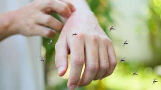 Científicos revelan qué olores hacen a las personas más 'apetecibles' para los mosquitos 5