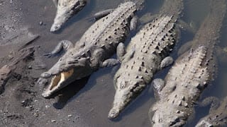 Un hombre muere atacado por 40 cocodrilos tras caer a un estanque en su granja en Camboya