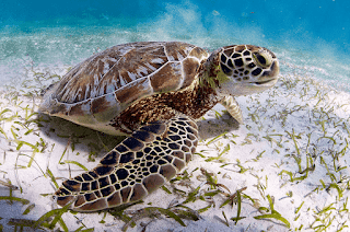 República Dominicana establece una veda de diez años para proteger a las tortugas marinas 5