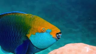 Gobierno emite decreto que prohíbe por dos años la pesca del pez loro y otras especies 5