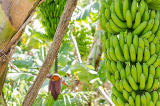 APROVECHAMIENTO DE LOS RESIDUOS DE LA COSECHA DEL BANANO EN LA REPÚBLICA DOMINICANA