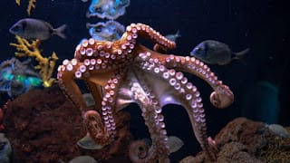 Científicos develan la clave de la impresionante inteligencia del pulpo 5