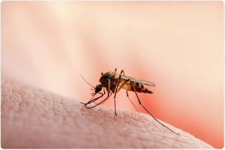 Salud Pública reporta un caso de malaria importado desde Àfrica 5