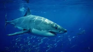 Tiburón muerde en la cara a un surfista en una playa de Florida 5