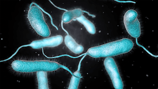 Infección por 'Vibrio vulnificus' en EE.UU.: Lo que Debes Saber 5
