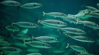 El cambio climático estaría haciendo que algunas especies de peces reduzcan su tamaño 5