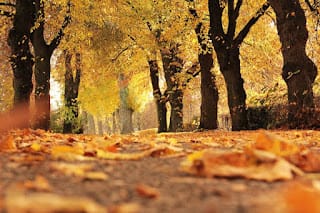 ¿Cuándo empieza el otoño 2023? 5