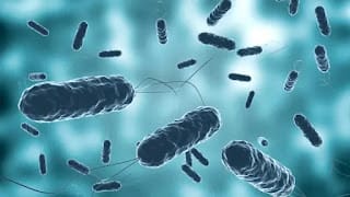 OMS alerta de un resurgimiento de los casos globales de cólera 5