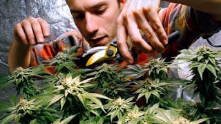 El consumo de marihuana puede aumentar el riesgo de sufrir problemas cardiacos y derrame cerebral 5