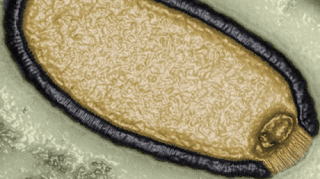 Advierten sobre 'virus zombis' del Ártico que podrían provocar una nueva y mortal pandemia 5