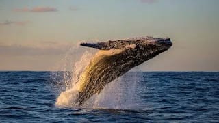 Inicia temporada de observación ballenas jorobadas