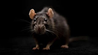 Este país anuncia batalla contra un 'virus de ratas' que deja ya más de 85 muertos en 2024 5