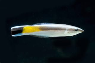 Descubren más animales que tienen conciencia: ¿qué implica eso? 7 Descubren más animales que tienen conciencia: ¿qué implica eso?