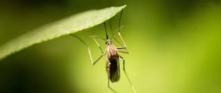 Cambio climático aumentará propagación del dengue 5