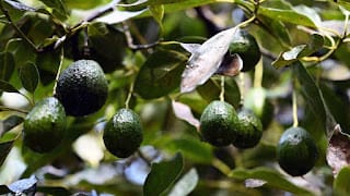 ¿Aguacates en peligro?: revelan la amenaza que se cierne sobre el 'oro verde'