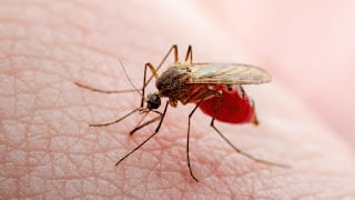 Alerta en Latinoamérica por un virus desconocido transmitido por mosquitos