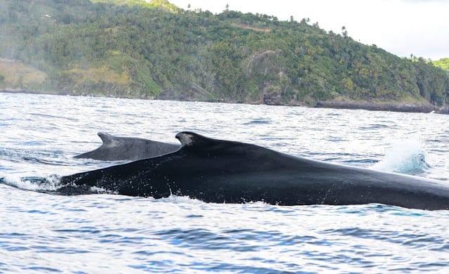 Samaná se alista para recibir a las ballenas jorobadas en 2025