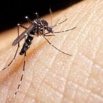 Alerta por Dengue en Santiago: La Provincia con Más Casos en el País