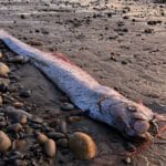 Imagen del pez remo encontrado en la playa de Grandview, Encinitas, California. Este ejemplar mide entre 2,7 y 3 metros y pertenece a una especie rara de las profundidades marinas, conocida por su cuerpo plateado y cresta roja característica.